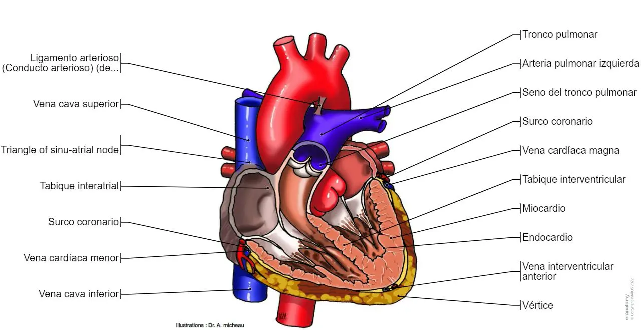 Anatomía Gráfica del Corazón: Estructura Interna - Cómo es la anatomía del corazón anatomia grafica del corazon - Cómo es la anatomía del corazón