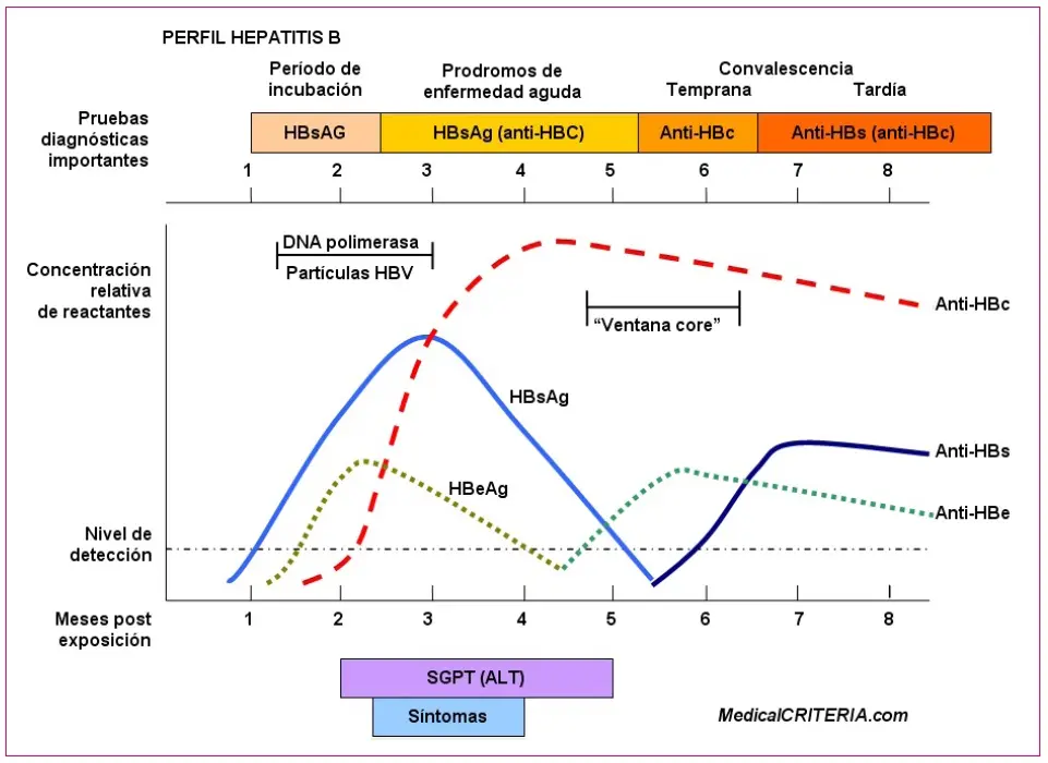 Serología Hepatitis B: Guía Completa con Gráficos e Interpretación de Resultados - Cómo interpretar la prueba del perfil de hepatitis B serologia hepatitis b grafica - Cómo interpretar la prueba del perfil de hepatitis B