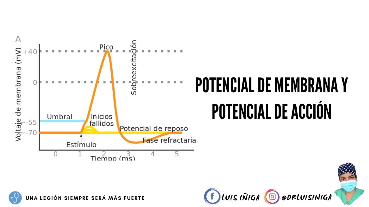 Potencial de Membrana: Una Guía Completa - Cómo se calcula el potencial de membrana potencial de membrana grafica - Cómo se calcula el potencial de membrana
