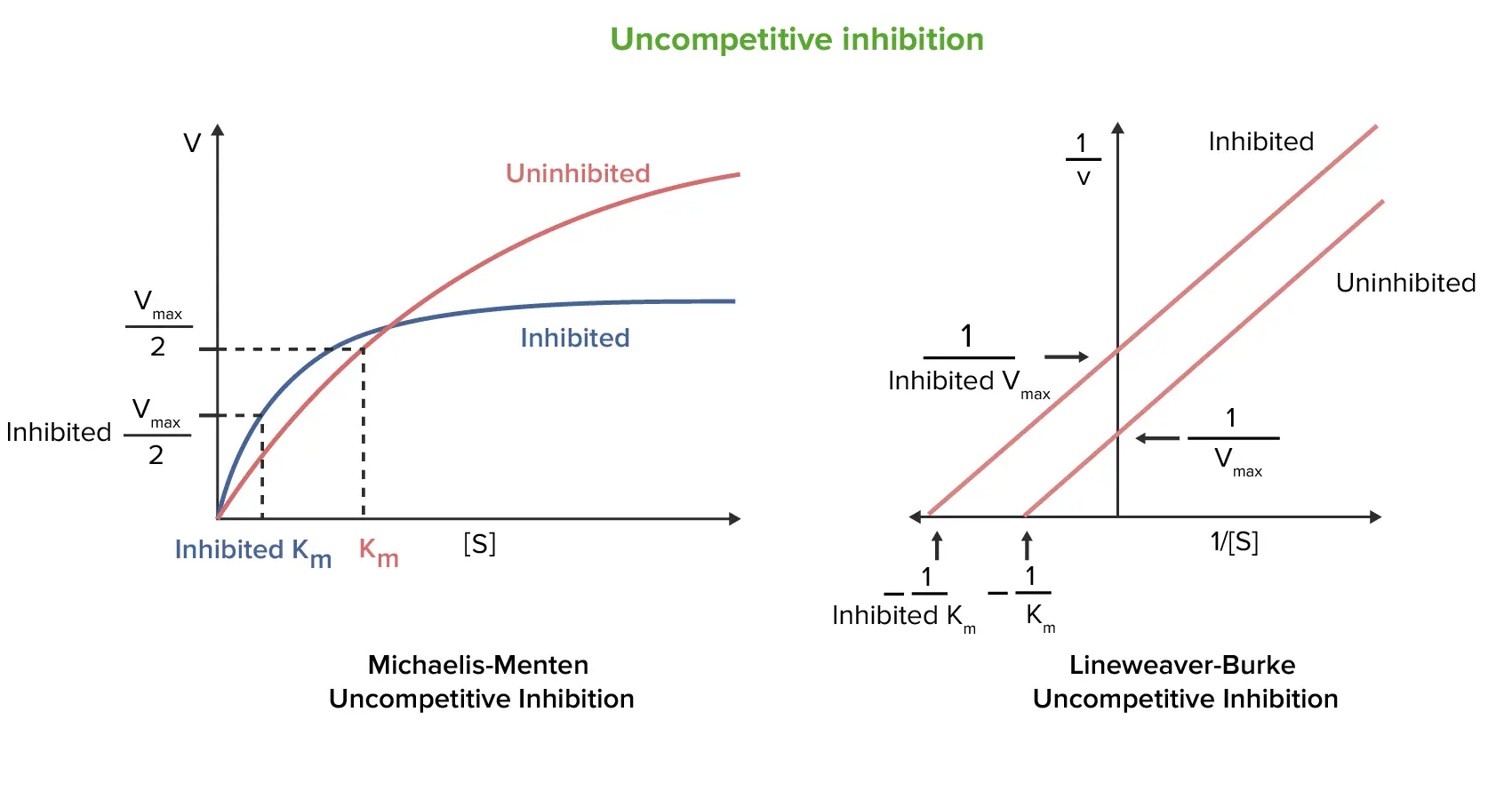 Inhibición No Competitiva: Una Guía Completa - Cómo se calcula la KI inhibicion no competitiva grafica - Cómo se calcula la KI