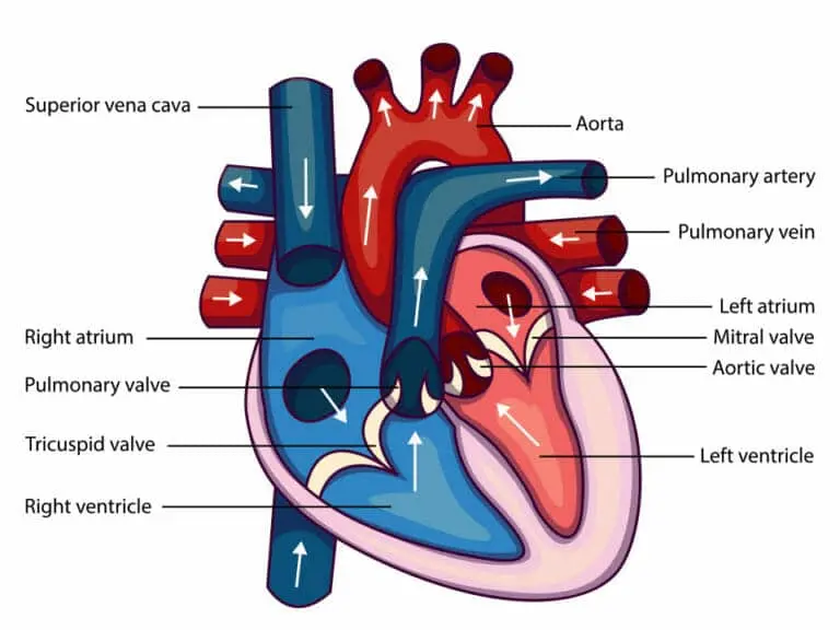 Anatomía Gráfica del Corazón: Estructura Interna - Cómo se llaman las 4 partes del corazón anatomia grafica del corazon - Cómo se llaman las 4 partes del corazón