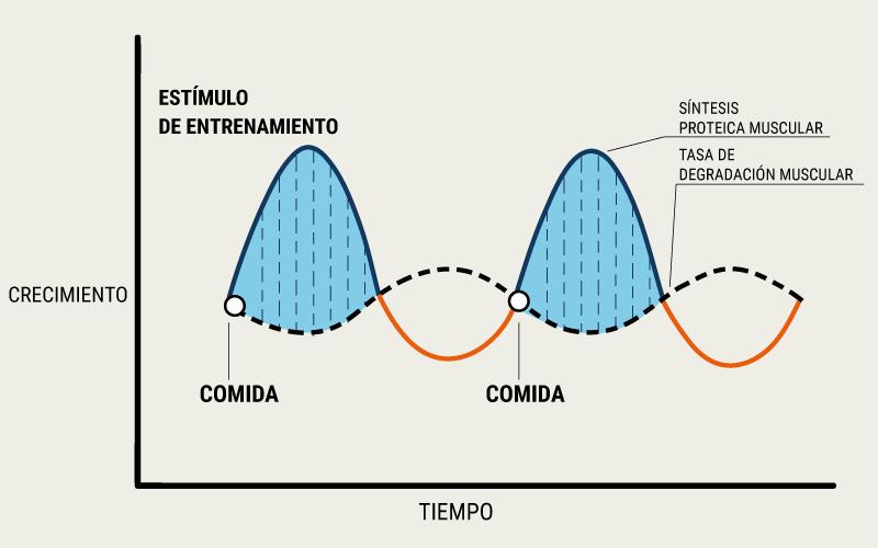 Síntesis de Proteínas: Un Viaje al Interior de la Célula - Cómo se realiza la síntesis de proteína actividad de sintessi de una proteina grafica - Cómo se realiza la síntesis de proteína