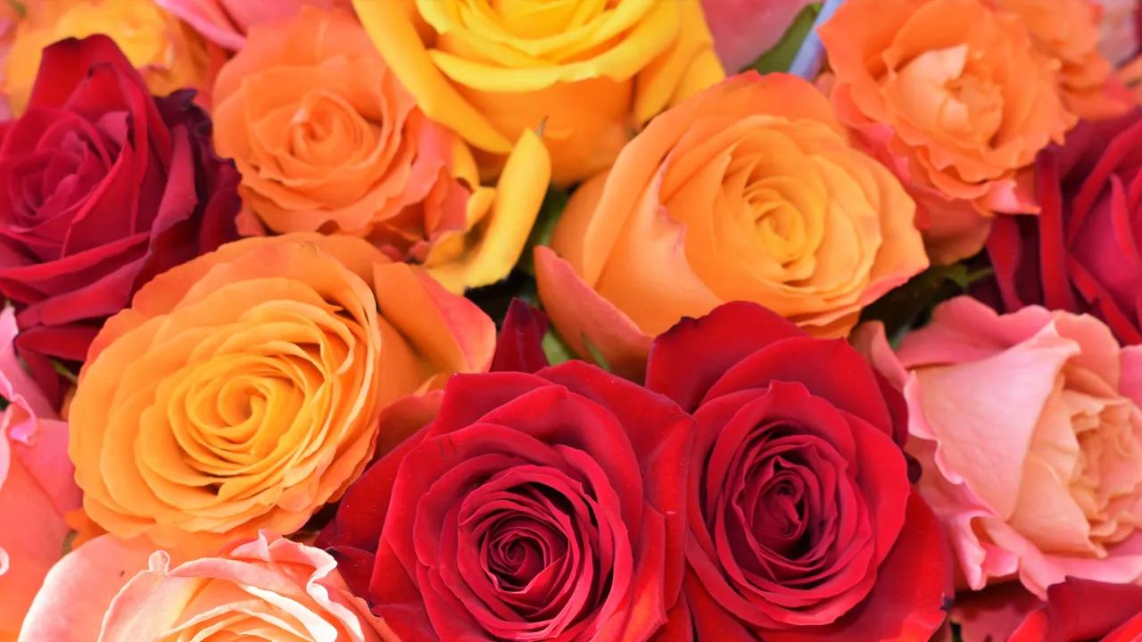 Gráfica las rosas: Un viaje a través de la historia, el simbolismo y la belleza de la reina de las flores - Cómo surgen las rosas grafica las rosas - Cómo surgen las rosas