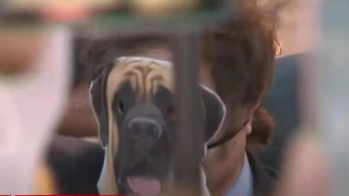 Campañas gráficas contra el maltrato animal en Argentina: Un llamado a la acción - Cuál es la ley CONAN en Argentina campañas grafica contra el maltrato animal en argentina - Cuál es la ley CONAN en Argentina