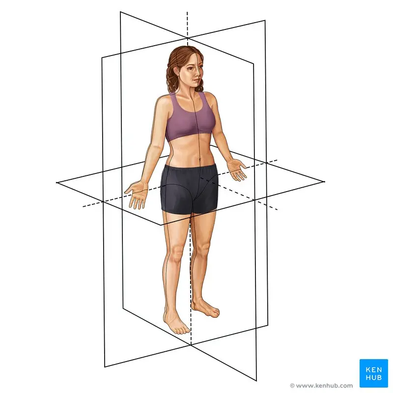anatomia grafica - Cuáles son las 5 partes de la estructura anatómica