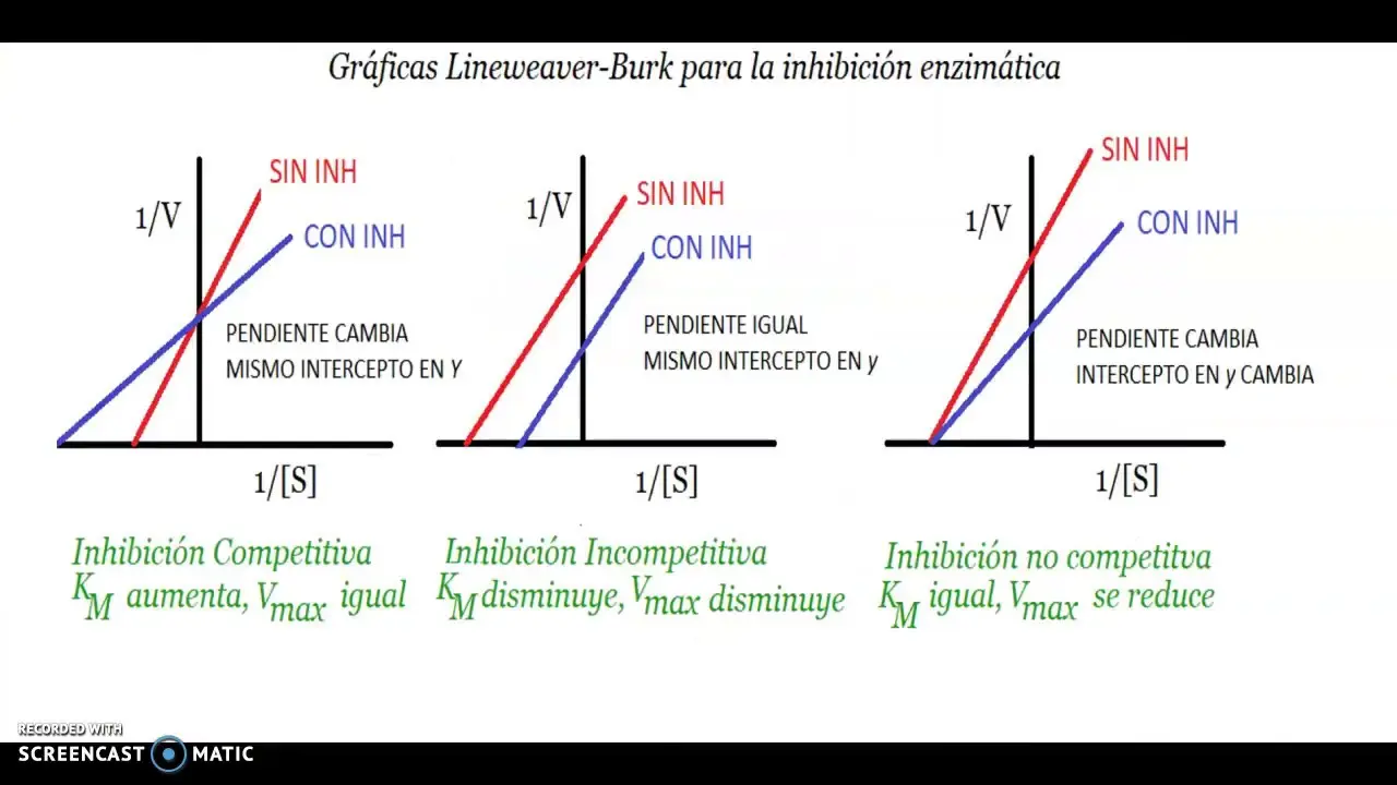 Inhibición No Competitiva: Una Guía Completa - Dónde se une un inhibidor no competitivo inhibicion no competitiva grafica - Dónde se une un inhibidor no competitivo