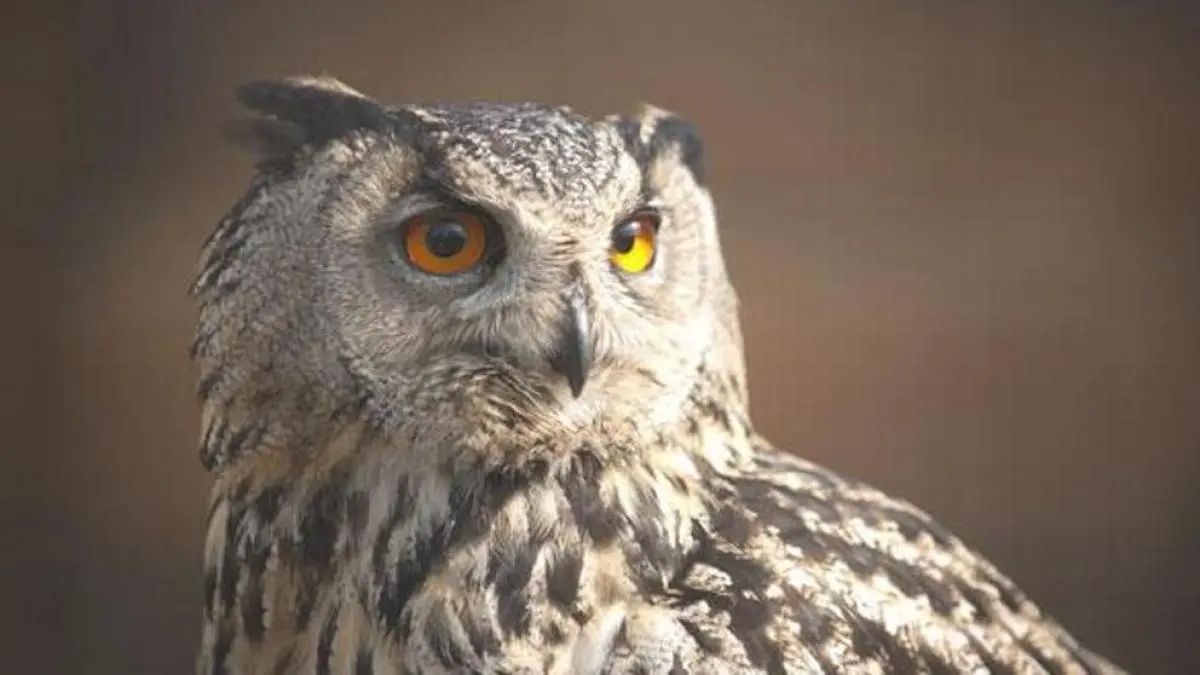 Animales en Extinción: Una Mirada a la Fauna en Blanco y Negro - Qué animales ven en blanco y negro animal en extinción grafica blanco y negro - Qué animales ven en blanco y negro