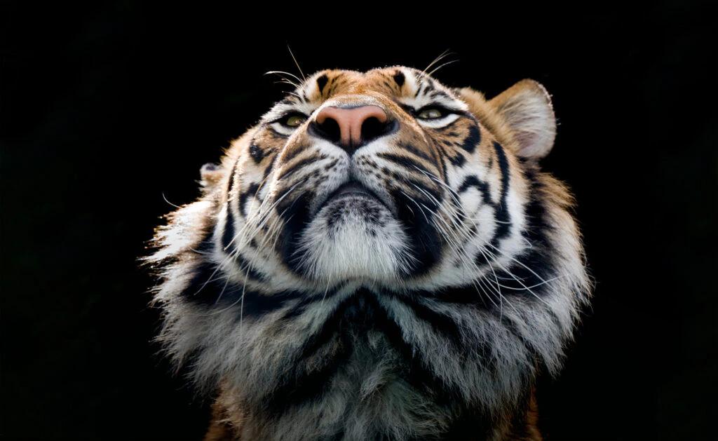 Animales en Extinción: Una Mirada a la Fauna en Blanco y Negro - Qué clase de animal es la que se encuentra en mayor peligro de extinción animal en extinción grafica blanco y negro - Qué clase de animal es la que se encuentra en mayor peligro de extinción