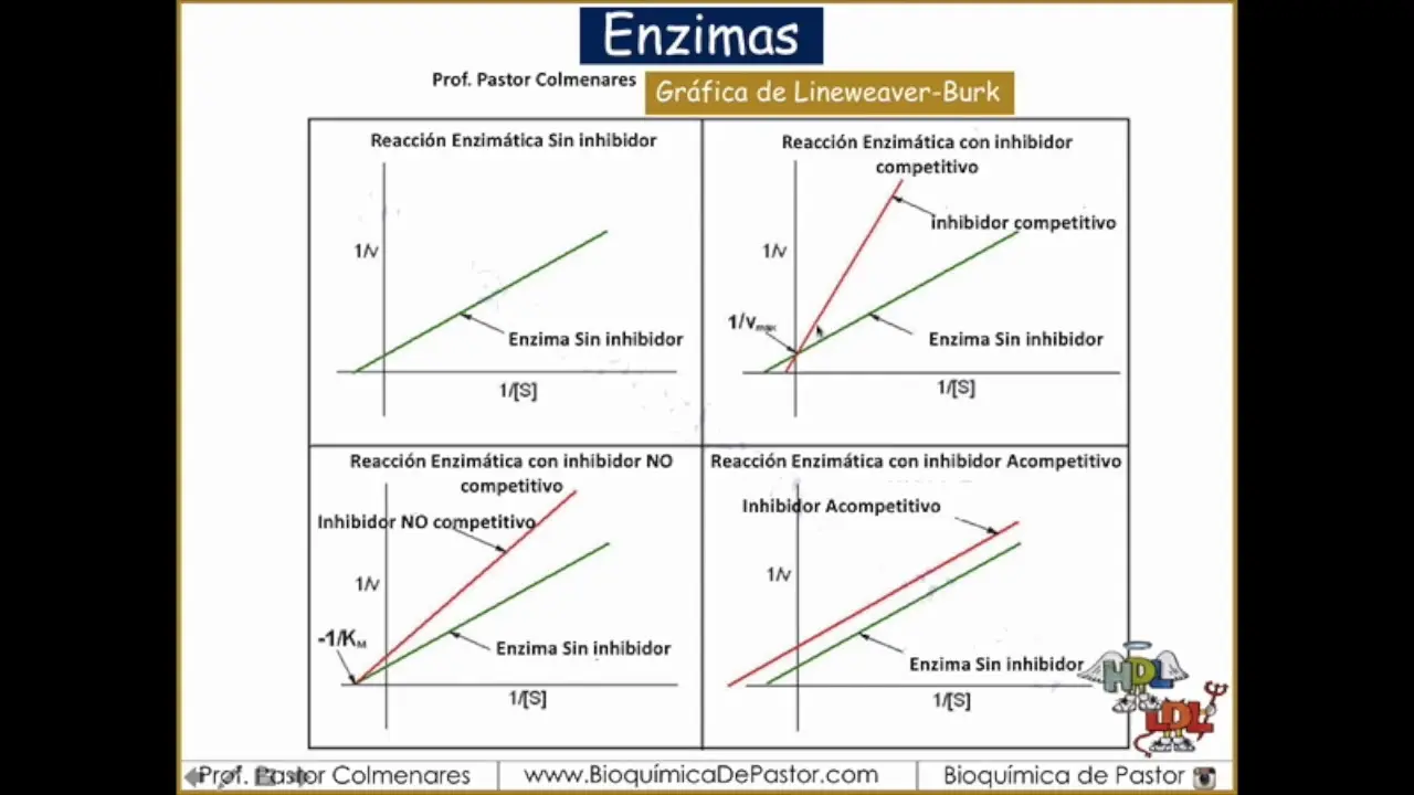 Inhibición No Competitiva: Una Guía Completa - Qué es la inhibición no competitiva inhibicion no competitiva grafica - Qué es la inhibición no competitiva