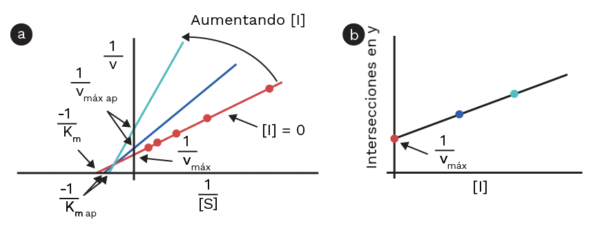Inhibición No Competitiva: Una Guía Completa - Qué es la km y la vmax inhibicion no competitiva grafica - Qué es la km y la vmax