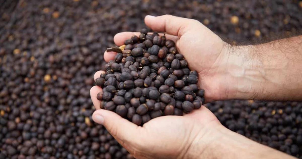 actividad cafetera en brasil uso grafica - Qué está pasando con el café en Brasil
