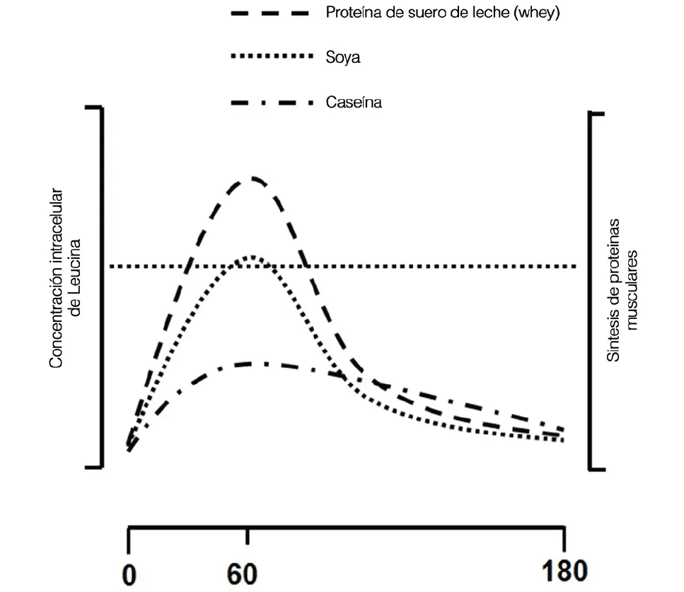 Síntesis de Proteínas: Un Viaje al Interior de la Célula - Qué etapa de la síntesis de proteínas ilustra el paso 1 actividad de sintessi de una proteina grafica - Qué etapa de la síntesis de proteínas ilustra el paso 1