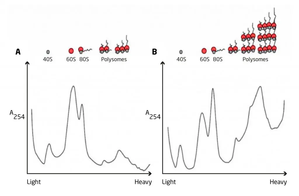 Síntesis de Proteínas: Un Viaje al Interior de la Célula - Qué pasa después de la síntesis de proteínas actividad de sintessi de una proteina grafica - Qué pasa después de la síntesis de proteínas
