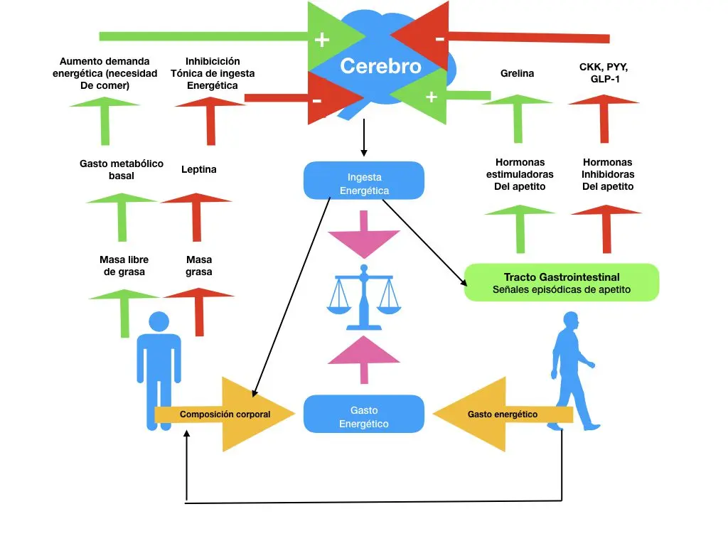 Abrir el apetito: descripción gráfica y estrategias para estimular la gana de comer - Qué planta es buena para abrir el apetito abrir el apetito descripcion grafica - Qué planta es buena para abrir el apetito