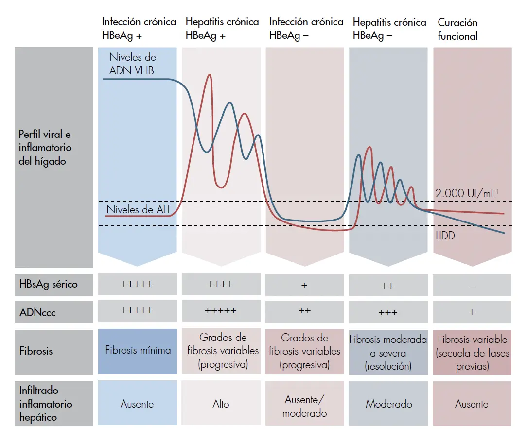 Serología Hepatitis B: Guía Completa con Gráficos e Interpretación de Resultados - Qué significa 0.20 en una prueba de hepatitis B serologia hepatitis b grafica - Qué significa 0.20 en una prueba de hepatitis B
