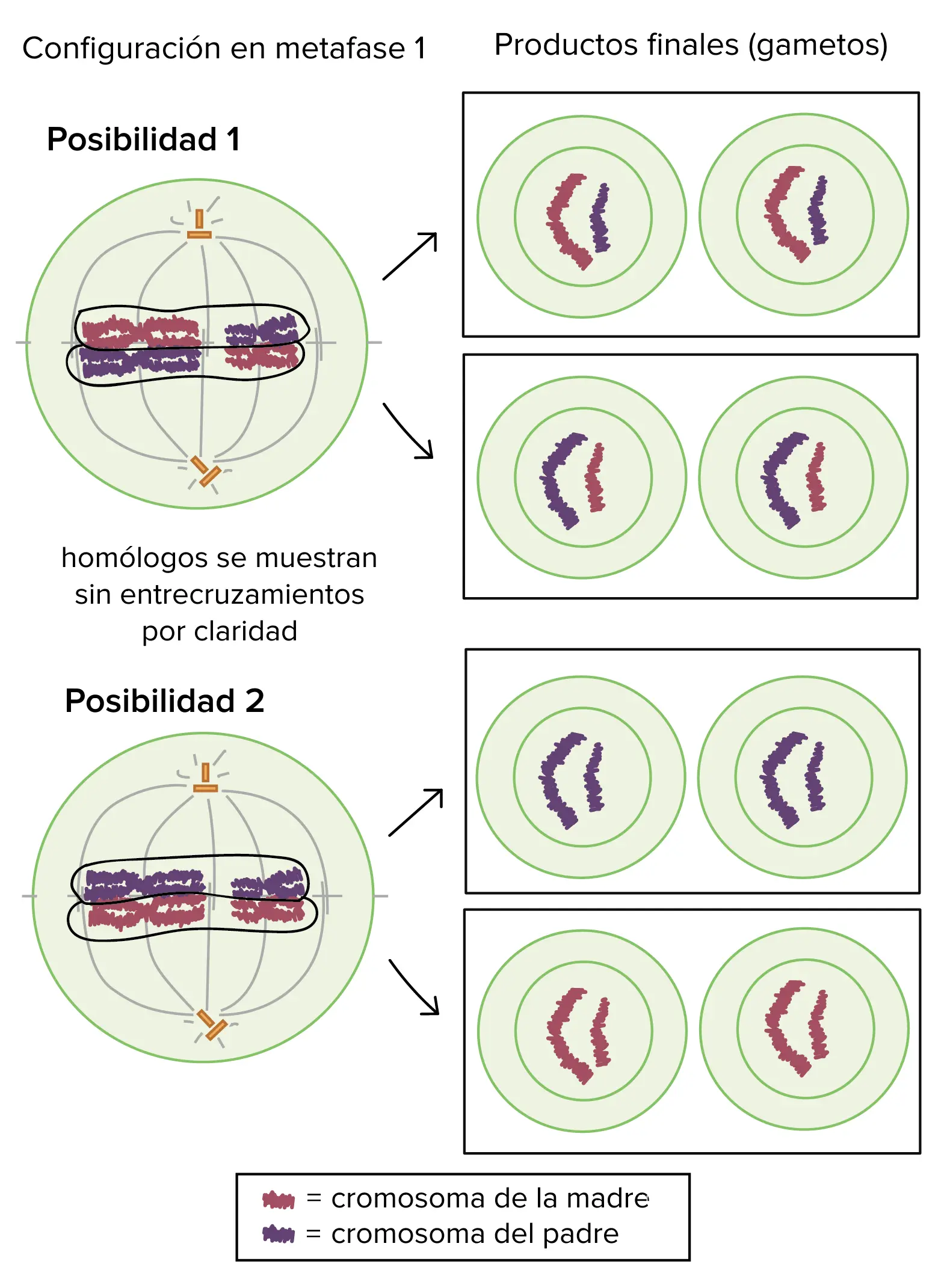 Representación gráfica de la meiosis: Un análisis profundo - Qué significa 2n 4 representacion grafica de la meiosis - Qué significa 2n 4