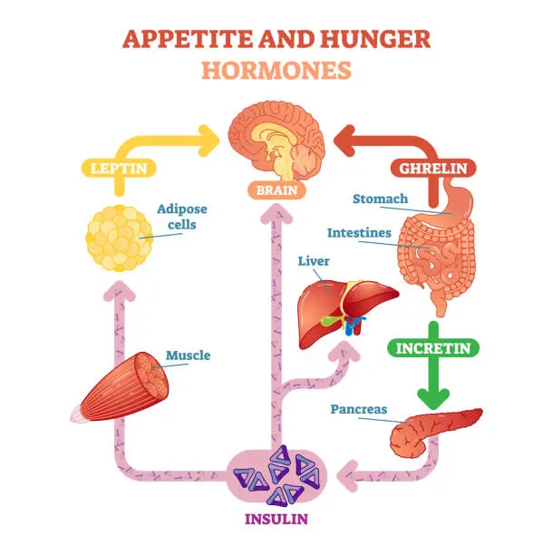 Abrir el apetito: descripción gráfica y estrategias para estimular la gana de comer - Qué significa abrir el apetito abrir el apetito descripcion grafica - Qué significa abrir el apetito